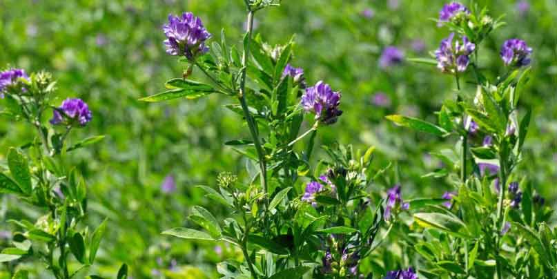 Alfalfa-to-improve-breast-milk-supply-naturally-for-new-mothers